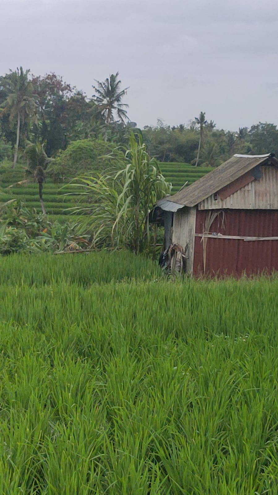 Rumah dijual di Kutat Lestari Sanur