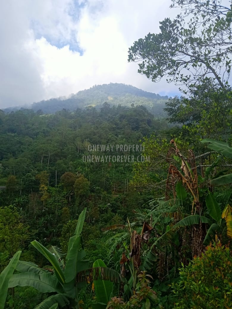 Tanah dijual di air terjun sekumpul Buleleng