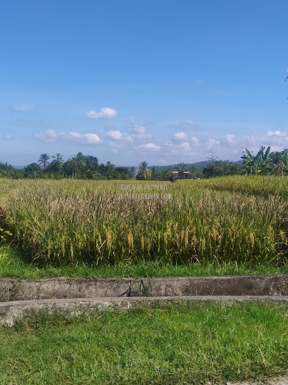 Tanah dijual di Penebel Tabanan